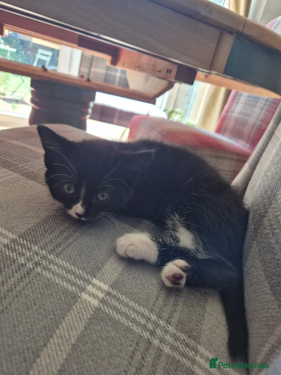 British Shorthair cats for sale: 5 adorable, playful kittens for sale. - Image 7