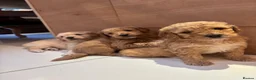 Goldendoodle dogs for sale: Beautiful f2b Golden doodles for sale  - Advert 3
