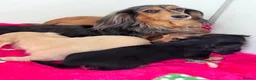 Miniature Dachshund dogs for sale: Miniature longhaired Dachshunds kc reg PRA clear - Advert 14
