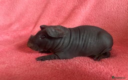 Guinea Pig rodents for sale: skinny pigs and werewolf’s  - Image 4