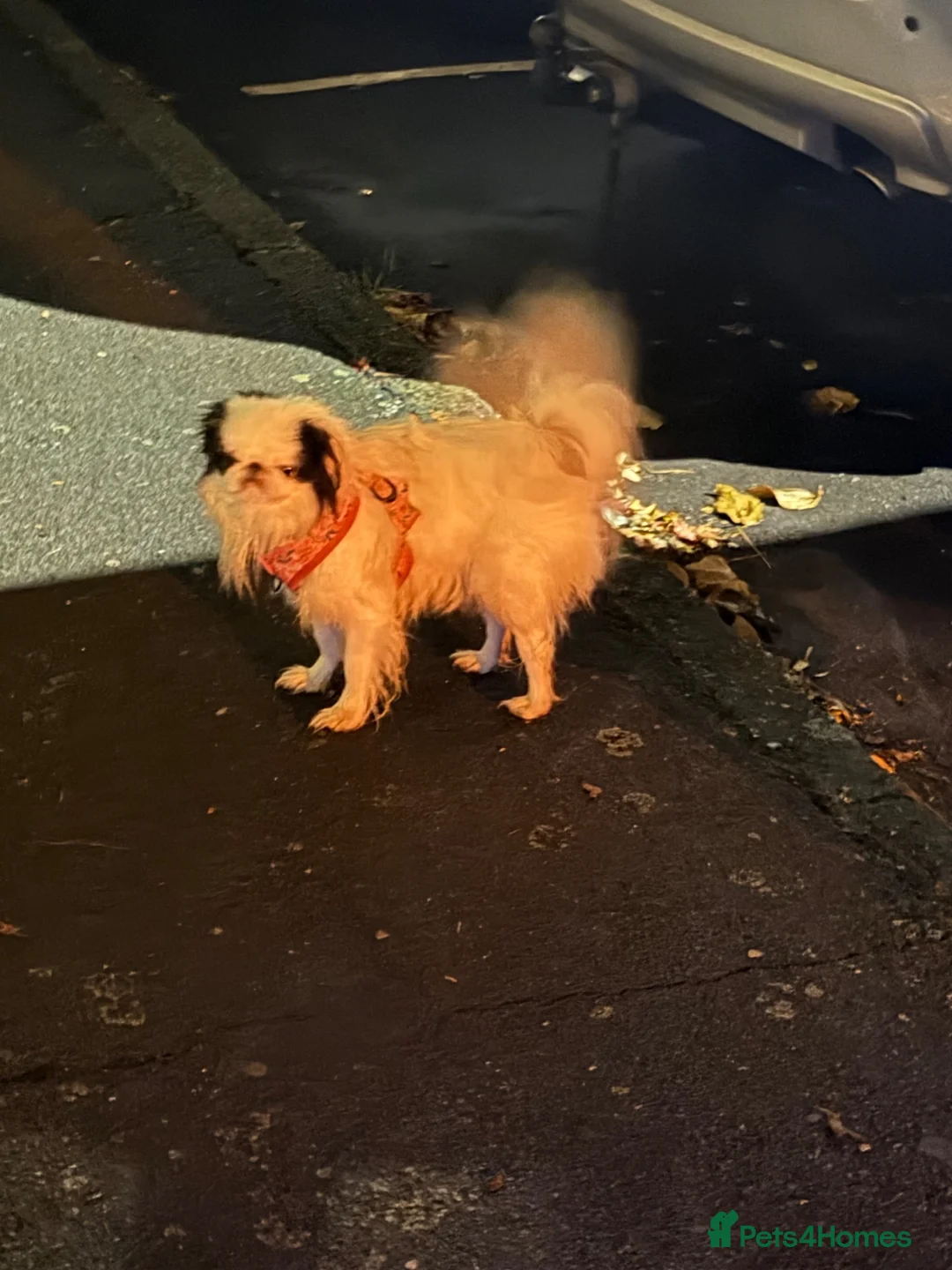 Japanese Chin dogs for sale: Beautiful, Calm & Affectionate Girl - Advert 1