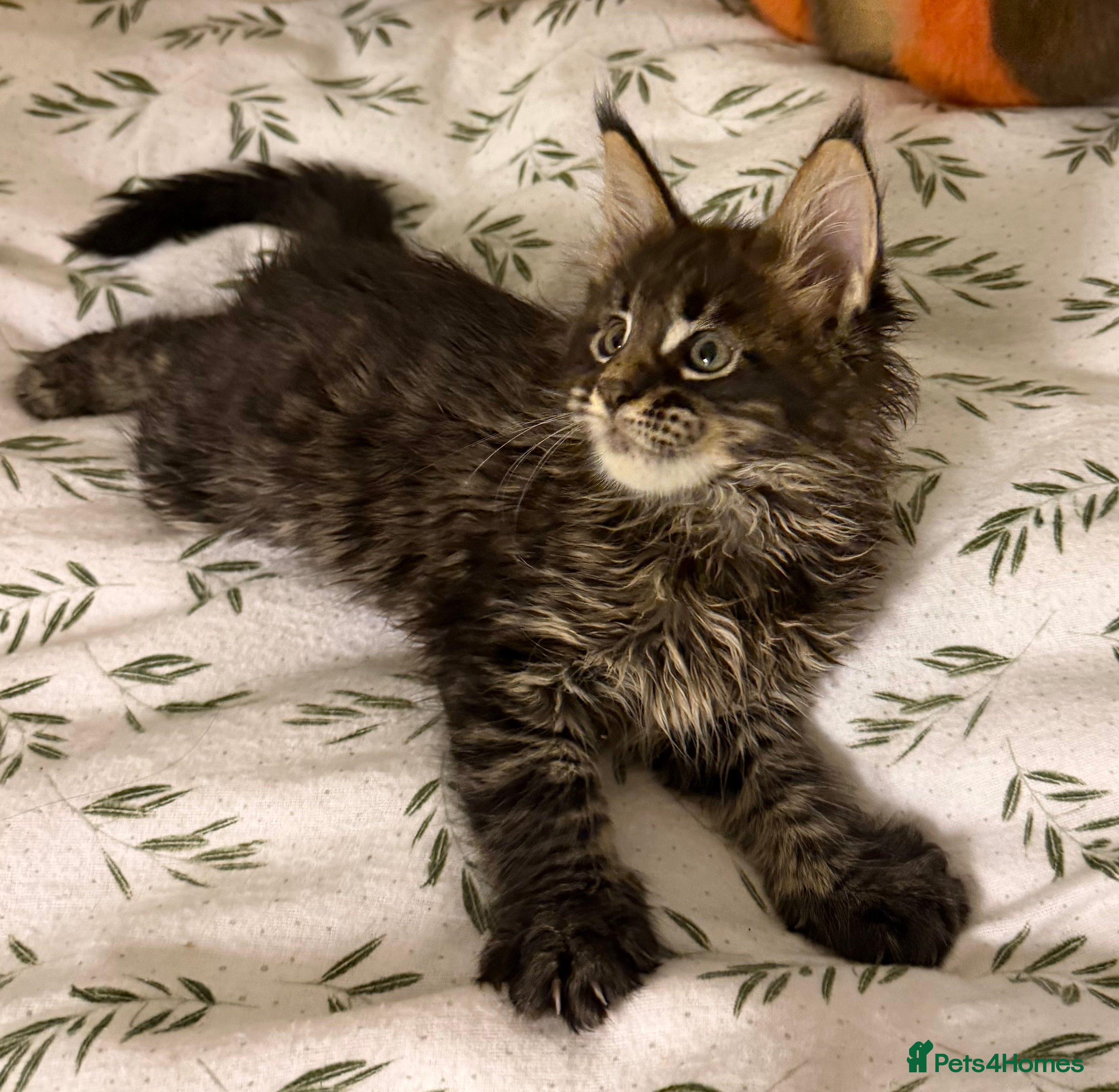 Maine Coon cats Large Registered Kittens  - Advert 18