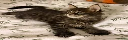 Maine Coon cats for sale: Large Registered Kittens  - Advert 4