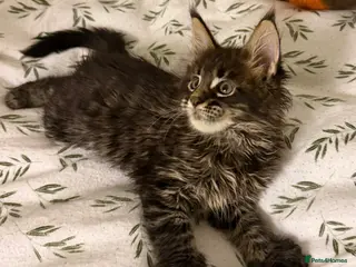 Maine Coon cats Purebred Maine Coon Kittens TICA Registered - Advert 1