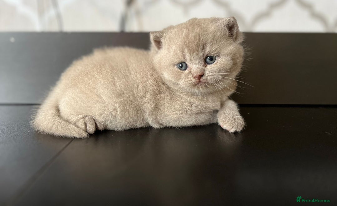 British Shorthair cats for sale: British Shorthair Kittens - Image 12