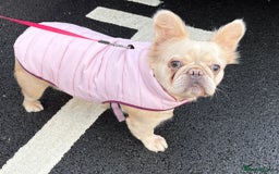 French Bulldog dogs for sale: Loveable Samba - Image 7