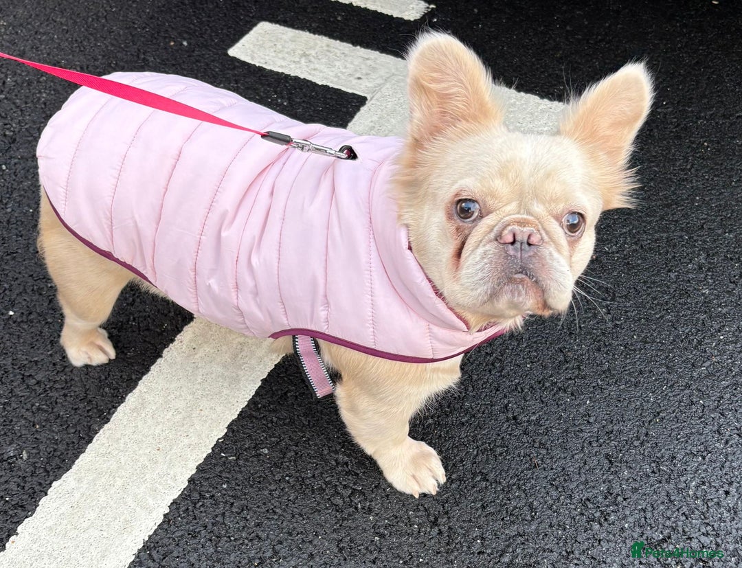 French Bulldog dogs for sale: Loveable Samba - Image 7