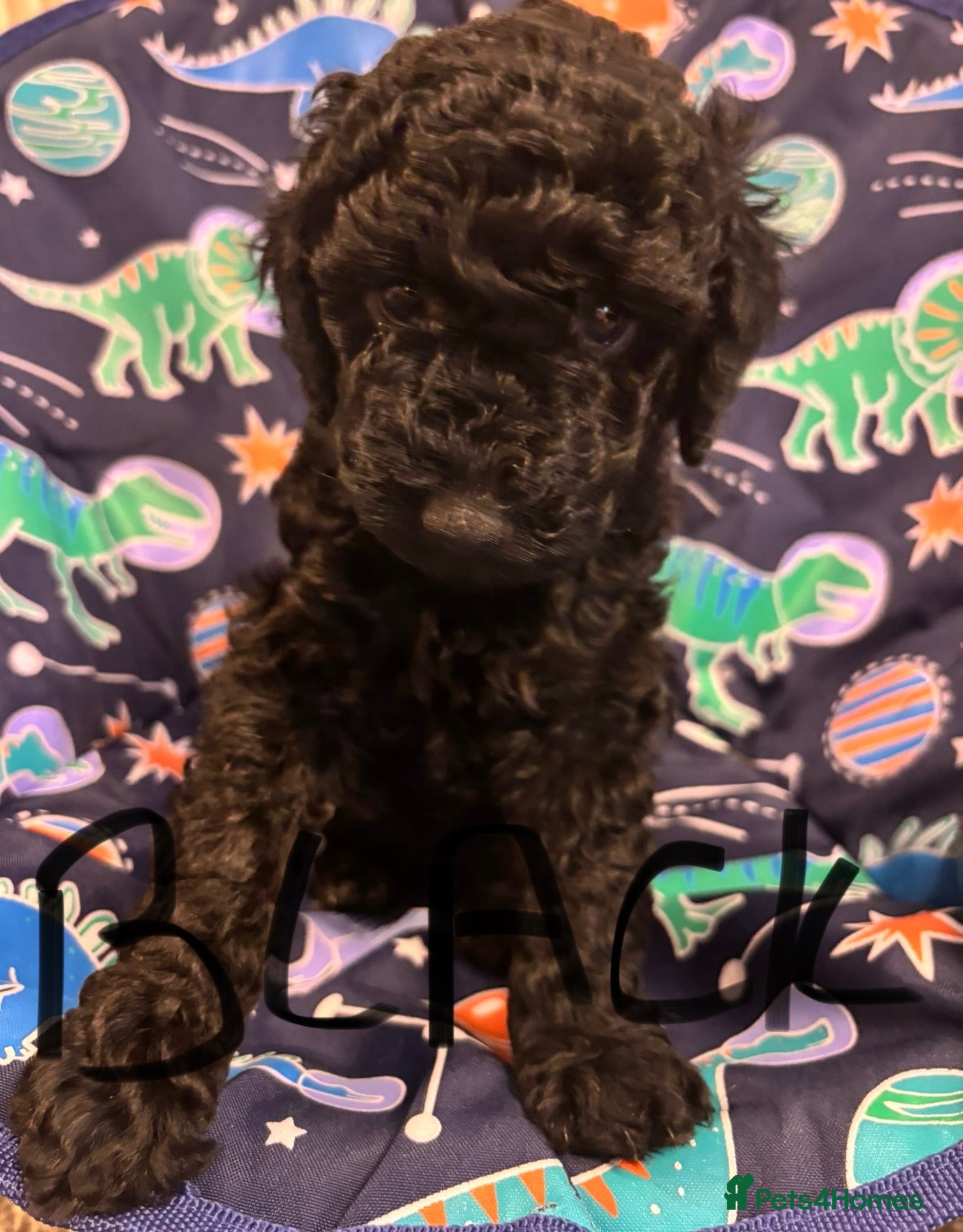 Miniature Poodle dogs Miniature poodles looking for forever home - Advert 16