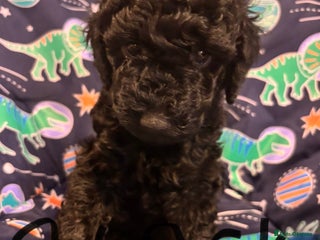 Miniature Poodle dogs Miniature poodles looking for forever home - Advert 12
