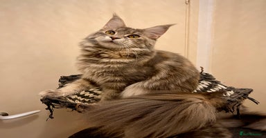 Maine Coon cats - Advert 8