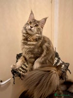 Maine Coon cats - Advert 8
