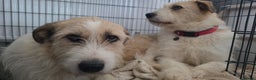 Mixed Breed dogs for adoption: Hershey ( and brother Harley )  - Advert 18