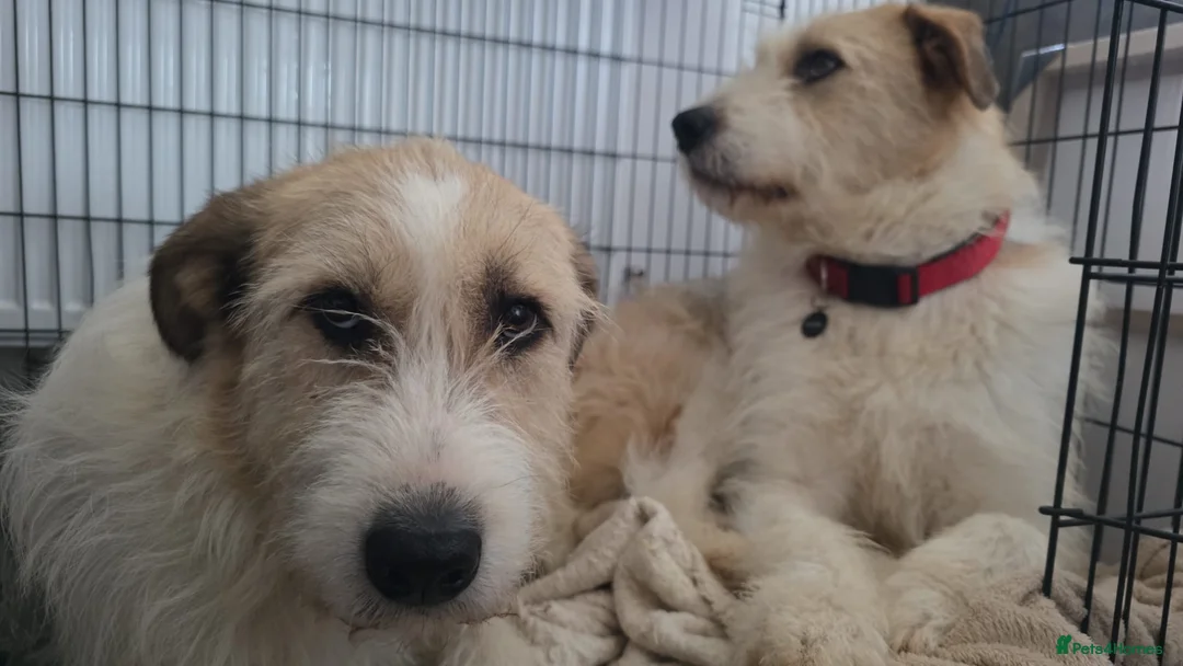 Mixed Breed dogs for adoption: Hershey ( and brother Harley )  - Advert 18