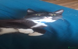 Mixed Breed cats for sale: Astro looking for forever home - Image 2
