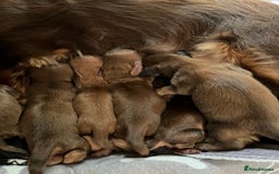 Miniature Dachshund dogs for sale: KC reg longhair haired miniature dachshunds  - Image 6