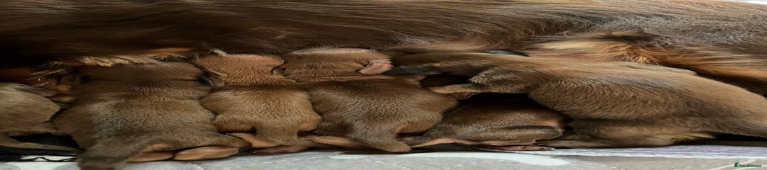 Miniature Dachshund Puppy 3