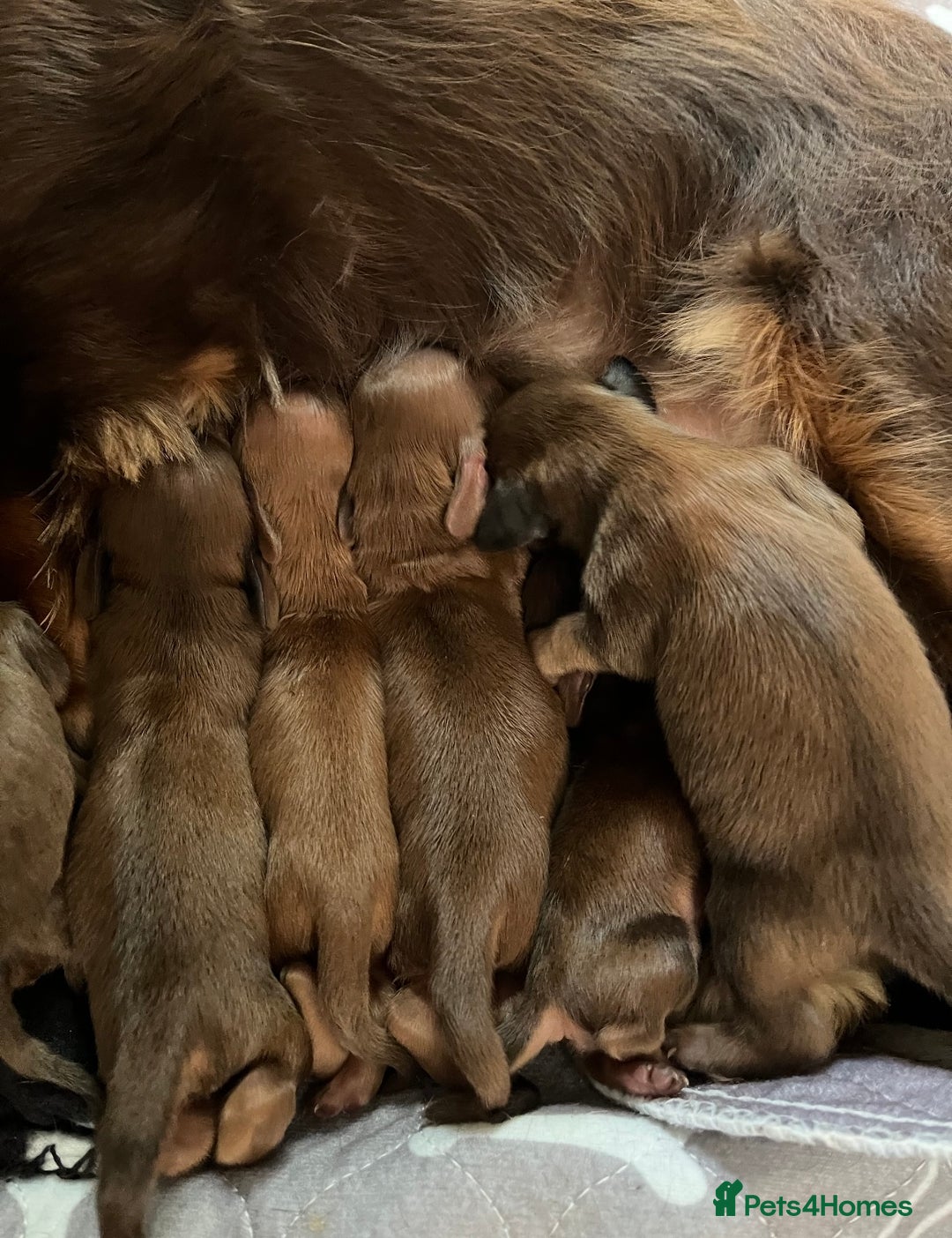 Miniature Dachshund dogs for sale: KC reg longhair haired miniature dachshunds  - Image 6
