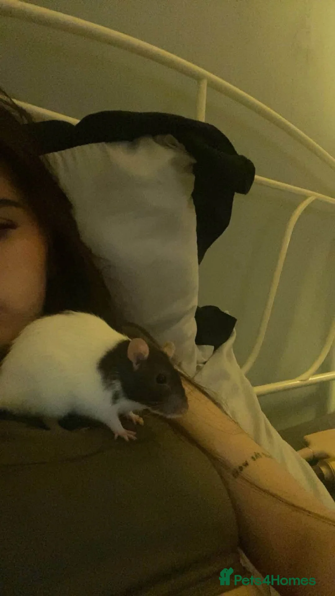 Rat rodents for sale: Cookie and Muffin for sale ✨ in Newport - Advert 2
