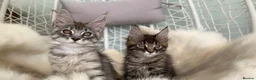 Maine Coon cats for sale: 1 ACTIVE TICA Registered Mainecoon kittens  - Advert 8
