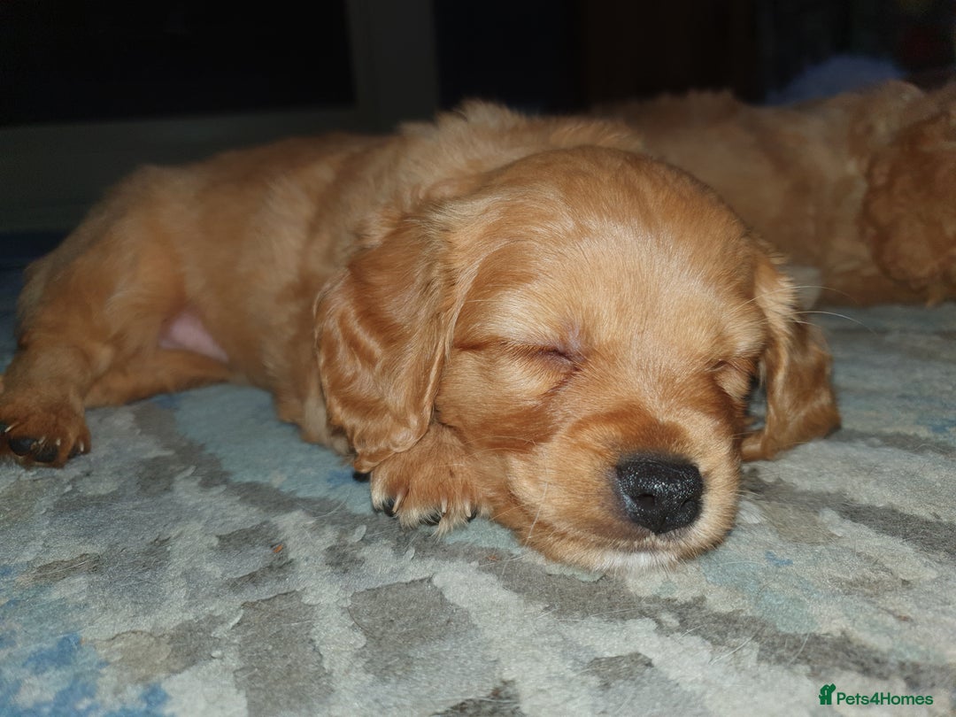 Mixed Breed dogs for sale: Beautiful red and fawn colour Cavapoochons pups - Advert 7