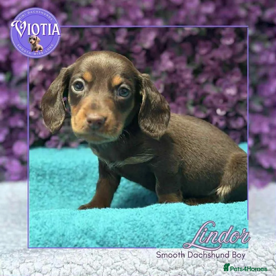 Miniature Dachshund dogs for sale: Ready now smooth chocolate boy  in Castle Douglas - Advert 3