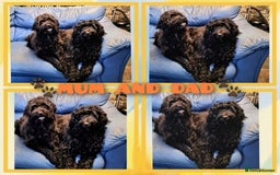Cockapoo dogs for sale: READY TO LEAVE 4TH OF DECEMBER - Advert 15