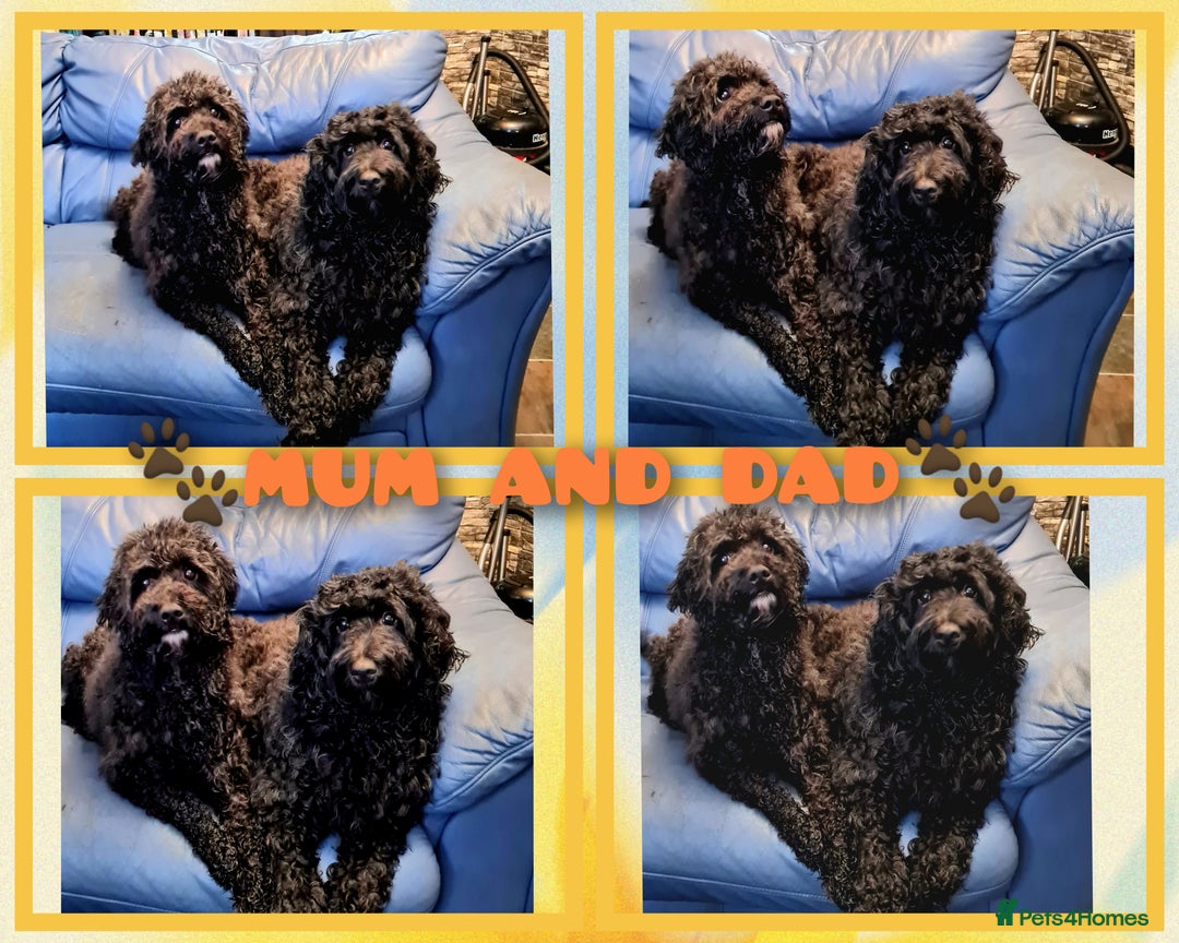 Cockapoo dogs for sale: READY TO LEAVE 4TH OF DECEMBER - Advert 15