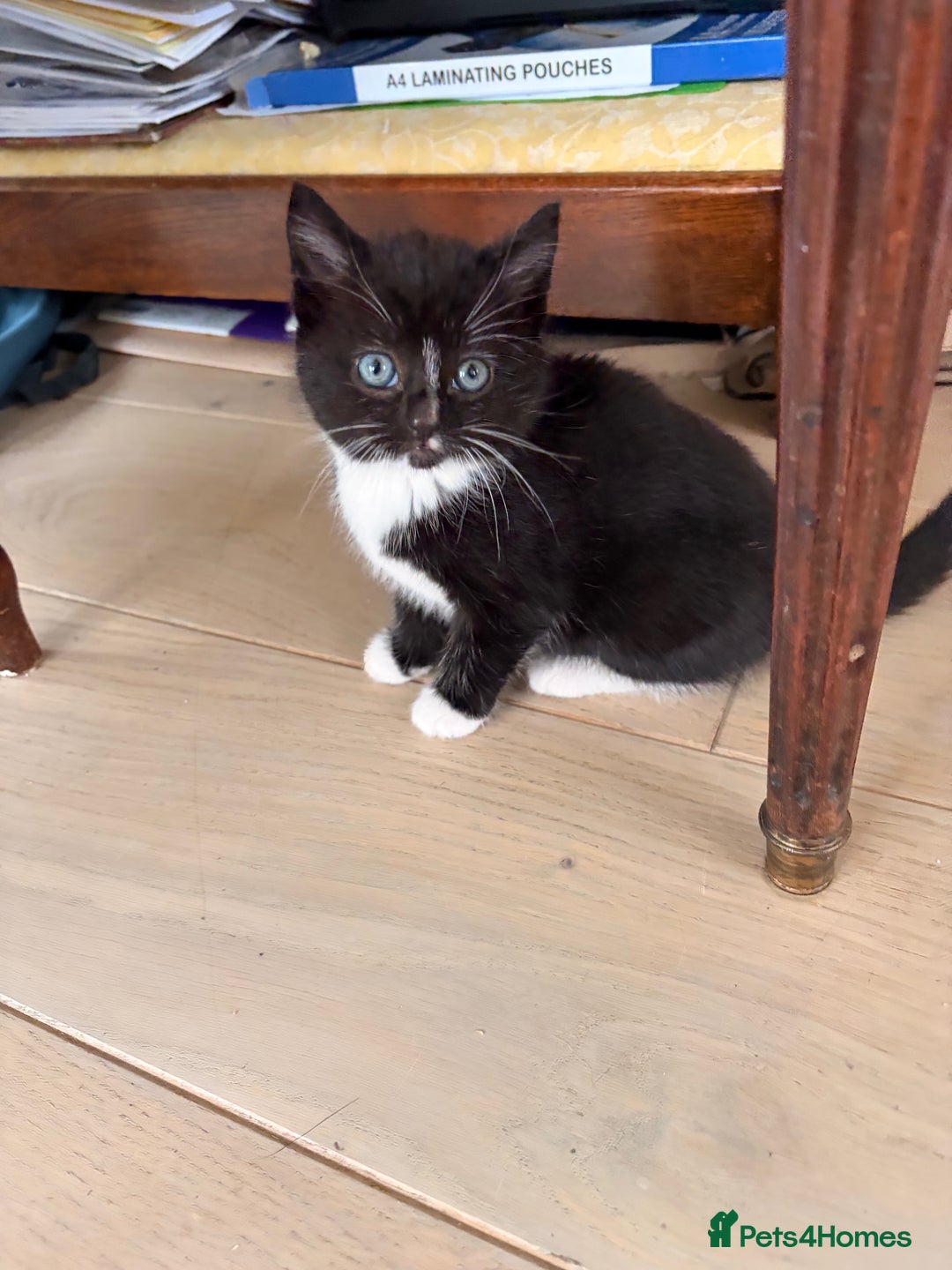 Domestic Shorthair cats for sale: Gorgeous kittens for sale - south of Edinburgh  - Image 3