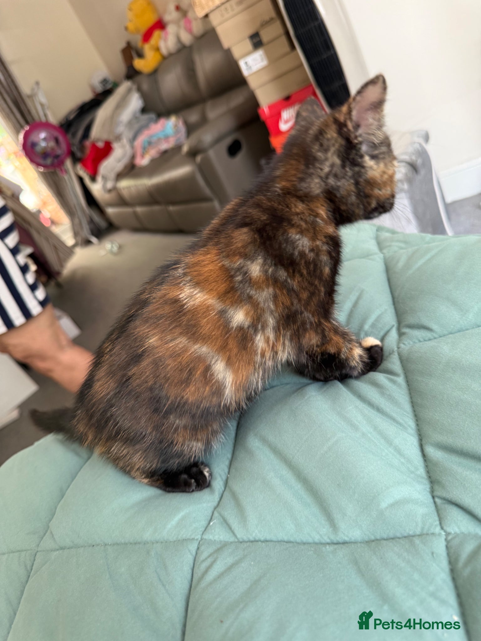 Mixed Breed cats for sale: Kittens for sale READY NOW in Brandon - Advert 31