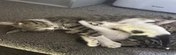 Mixed Breed cats for sale: kittens for sale!!!  - Advert 2