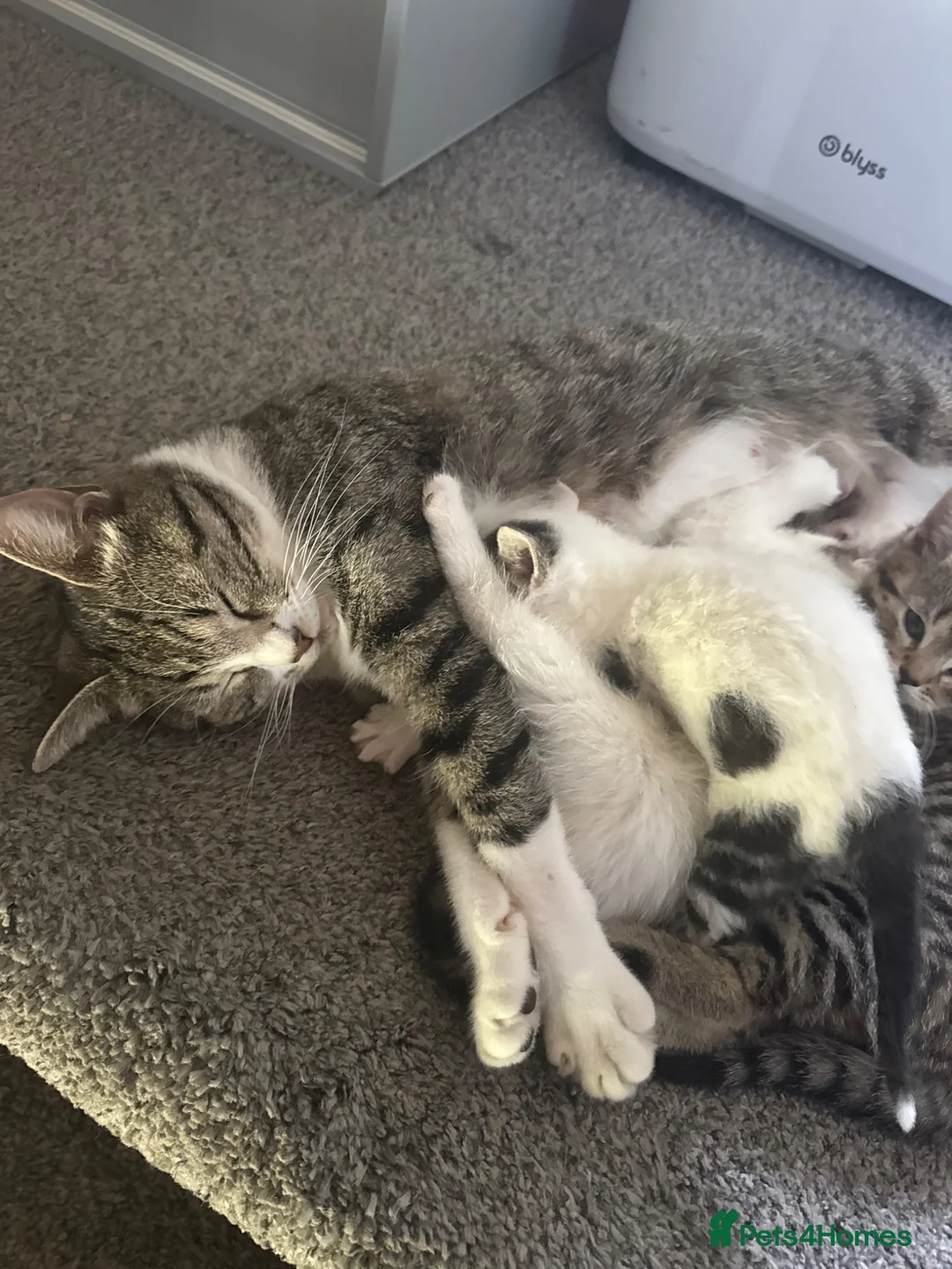 Mixed Breed cats for sale: kittens for sale!!!  - Advert 2