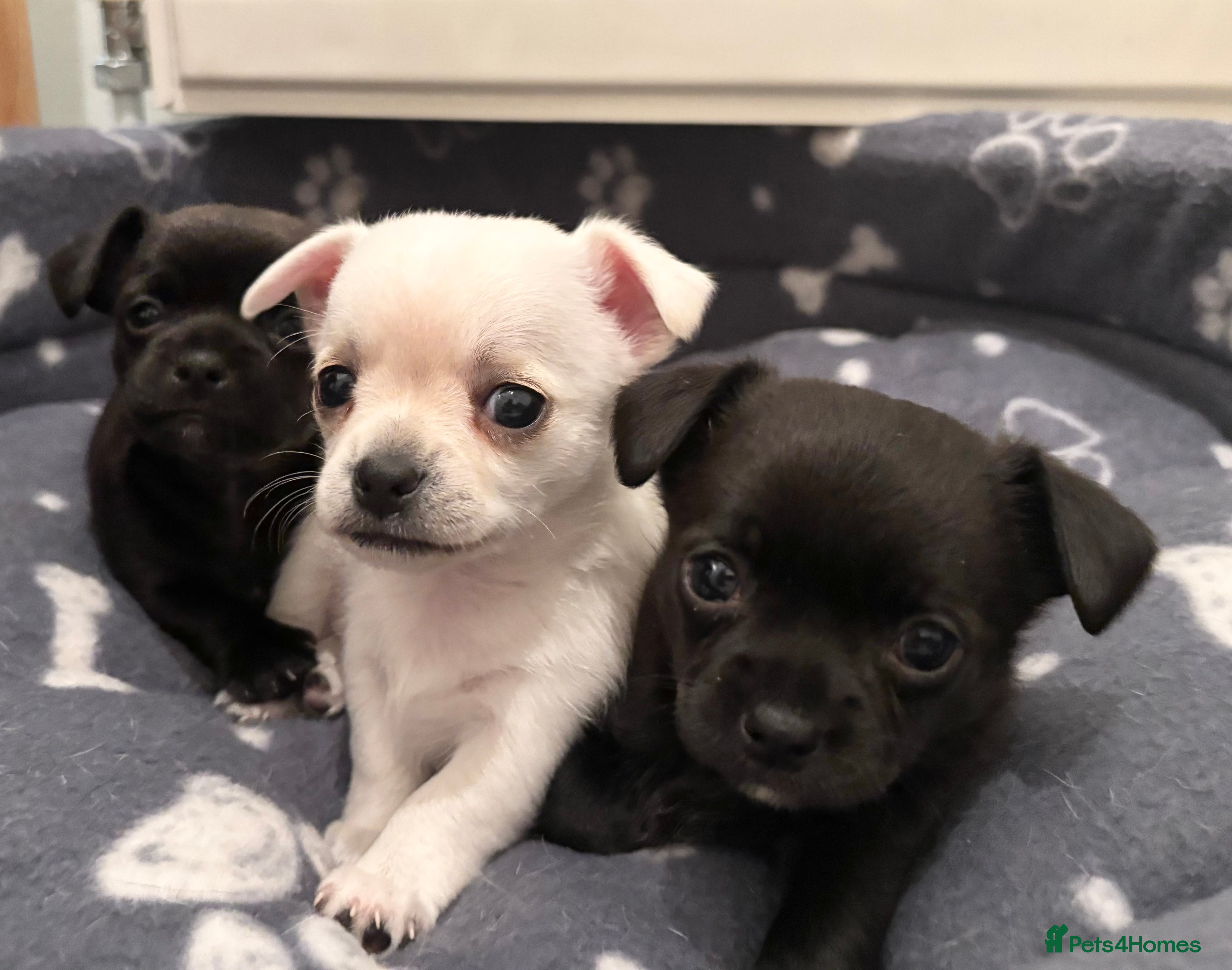 Chihuahua dogs Beautiful Chihuahua Puppies - Advert 14