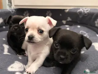 Chihuahua dogs Beautiful Chihuahua Puppies - Advert 14