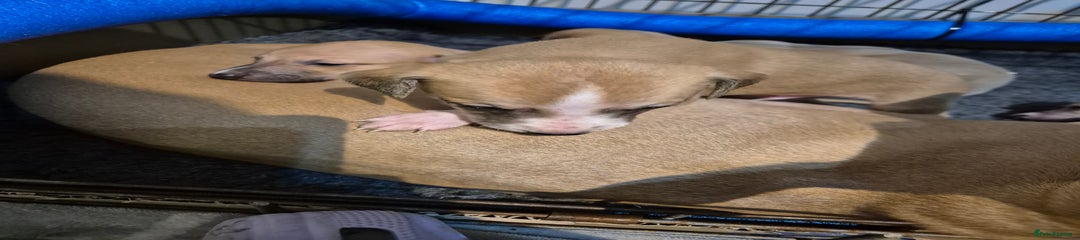 Whippet Puppy 2