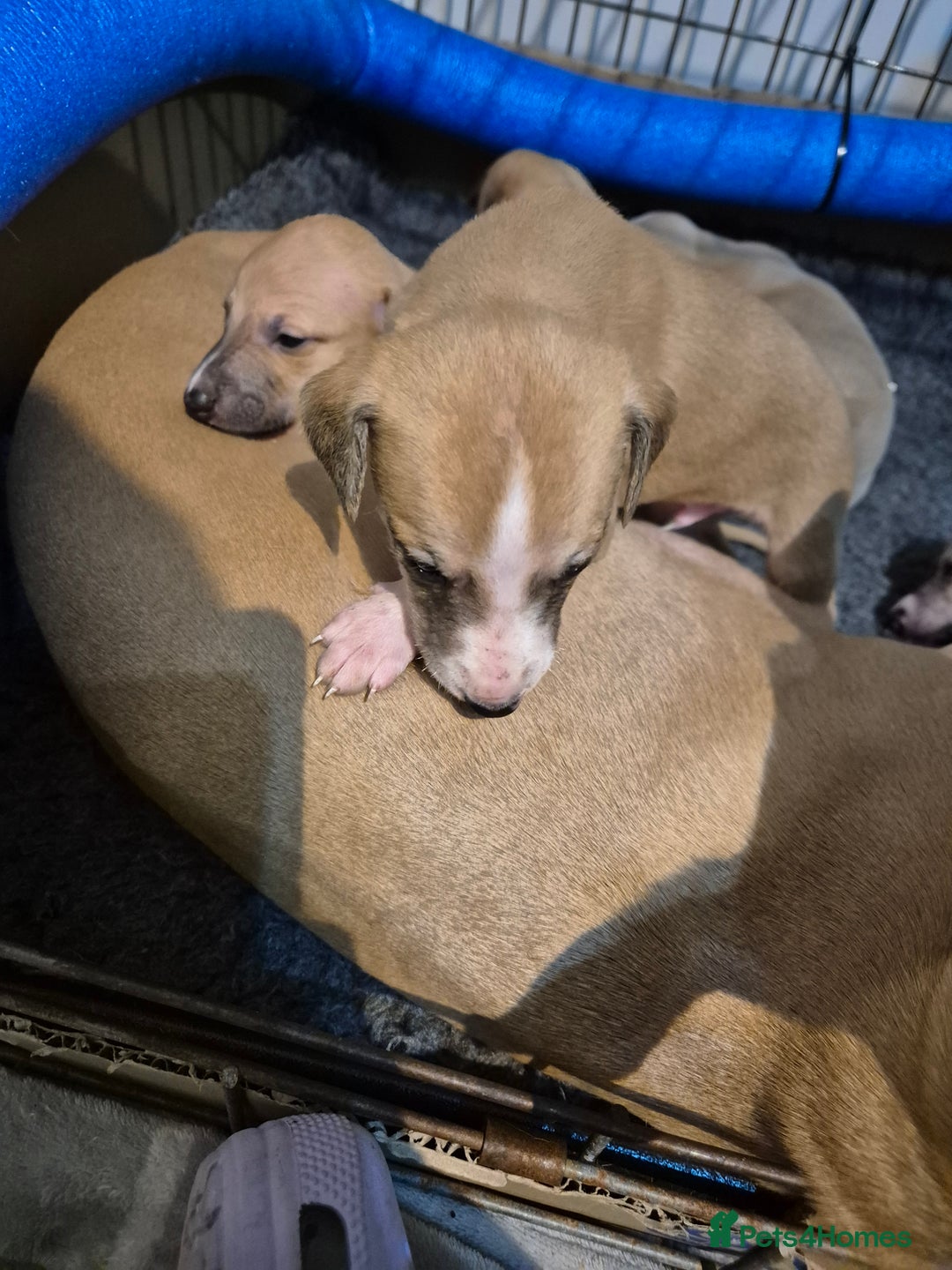 Whippet dogs for sale: 5 fawn kc whippet puppies beauitful markings  - Image 6