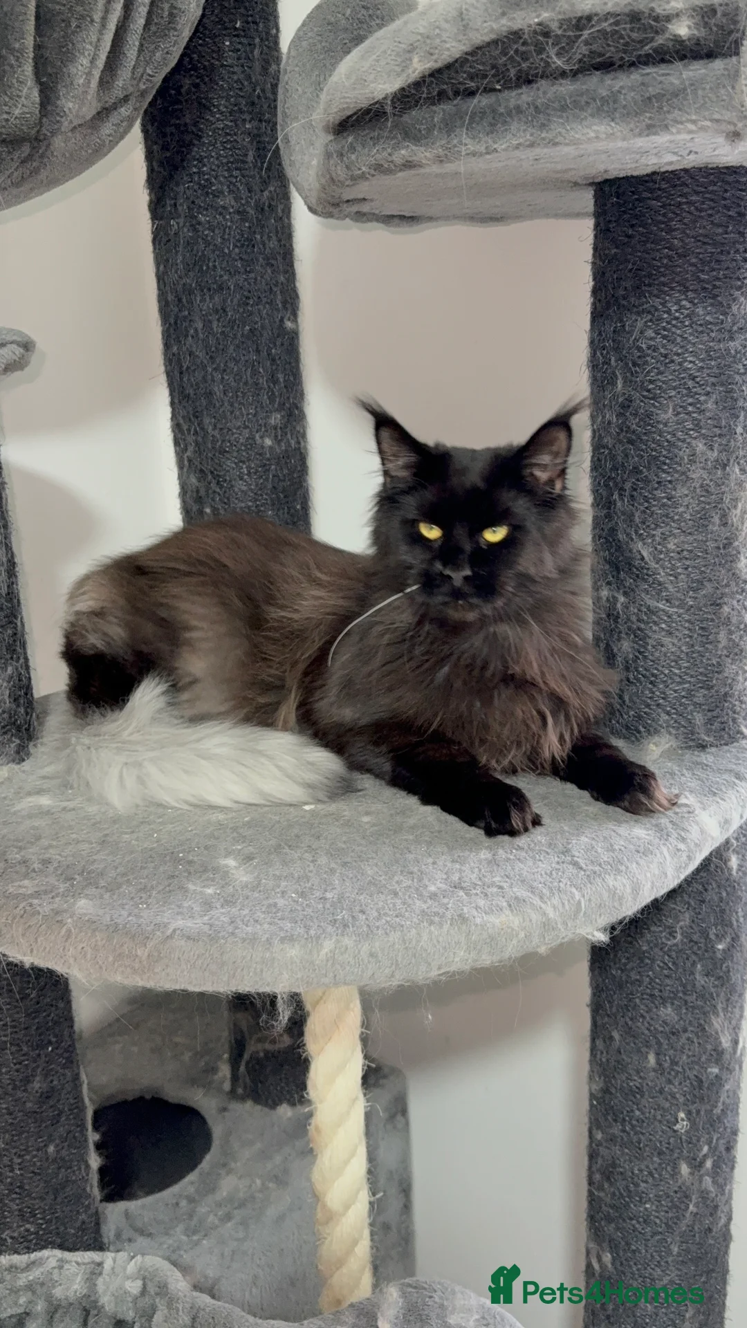 Maine Coon cats for sale: Tica registered black smoke female! - Advert 6