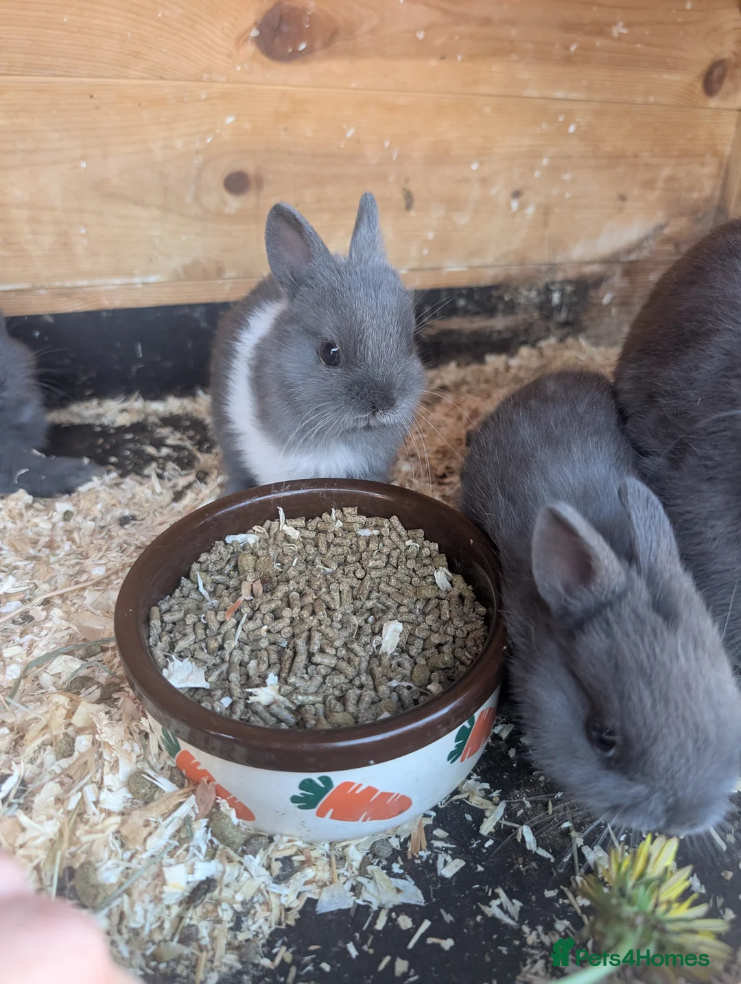 Netherland Dwarf rabbits for sale: Netherlands dwarf babys  - Advert 1