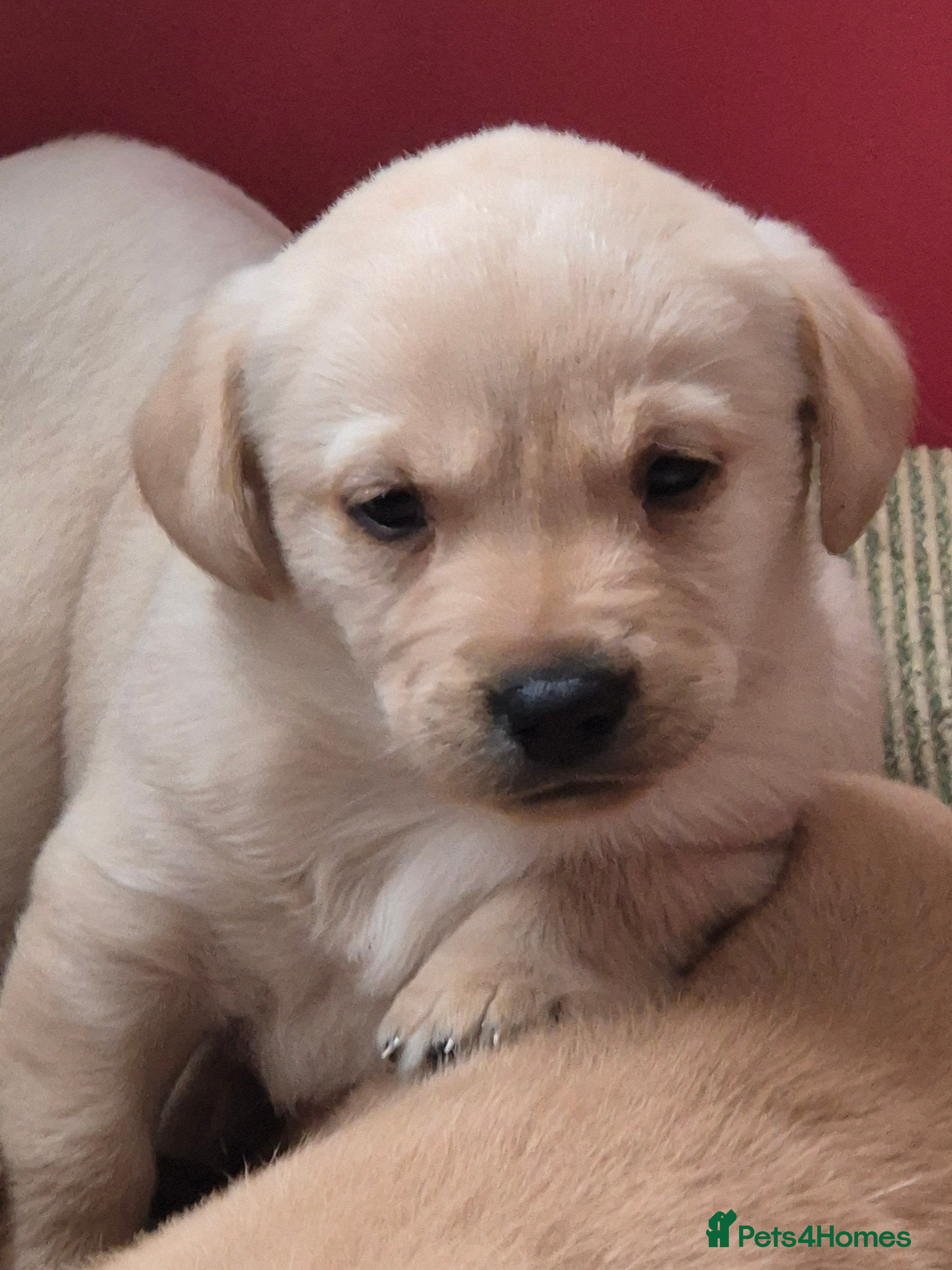 Labrador Retriever dogs 3 very chunky labrador puppies  - Advert 6