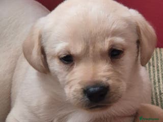 Labrador Retriever dogs 3 very chunky labrador puppies - Advert 6