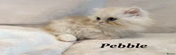 Persian cats for sale: **Last One** beautiful Persian kittens - Advert 25