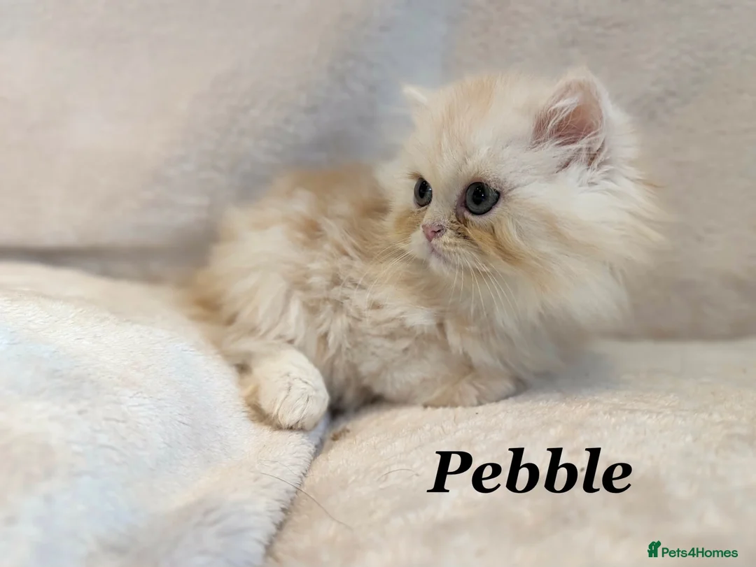Persian cats for sale: **Last One** beautiful Persian kittens - Advert 25