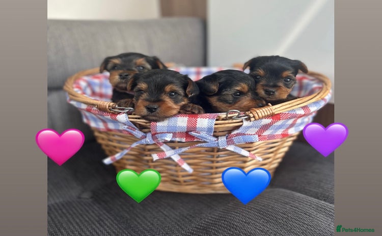 Yorkshire Terrier dogs - Advert 1