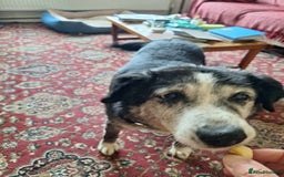Mixed Breed dogs for adoption: Bertie seeks retirement home  - Image 1