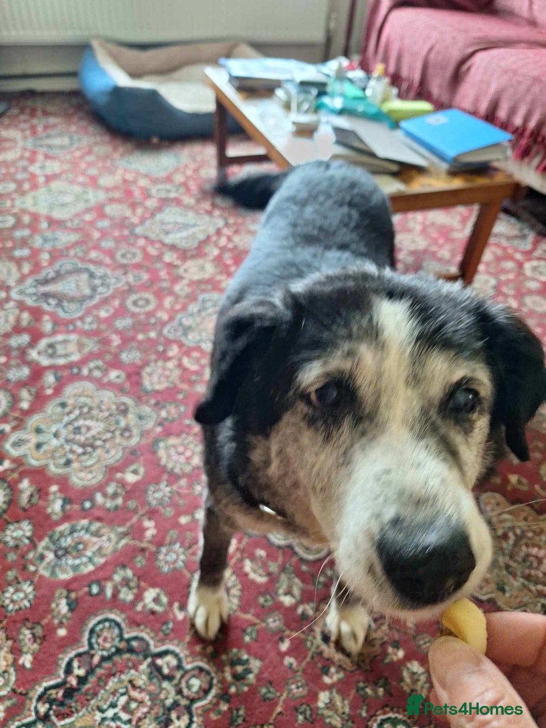 Mixed Breed dogs for adoption: Bertie seeks retirement home  - Image 1