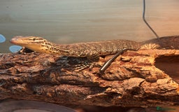 Monitor reptiles for sale: Argus monitor  - Advert 3