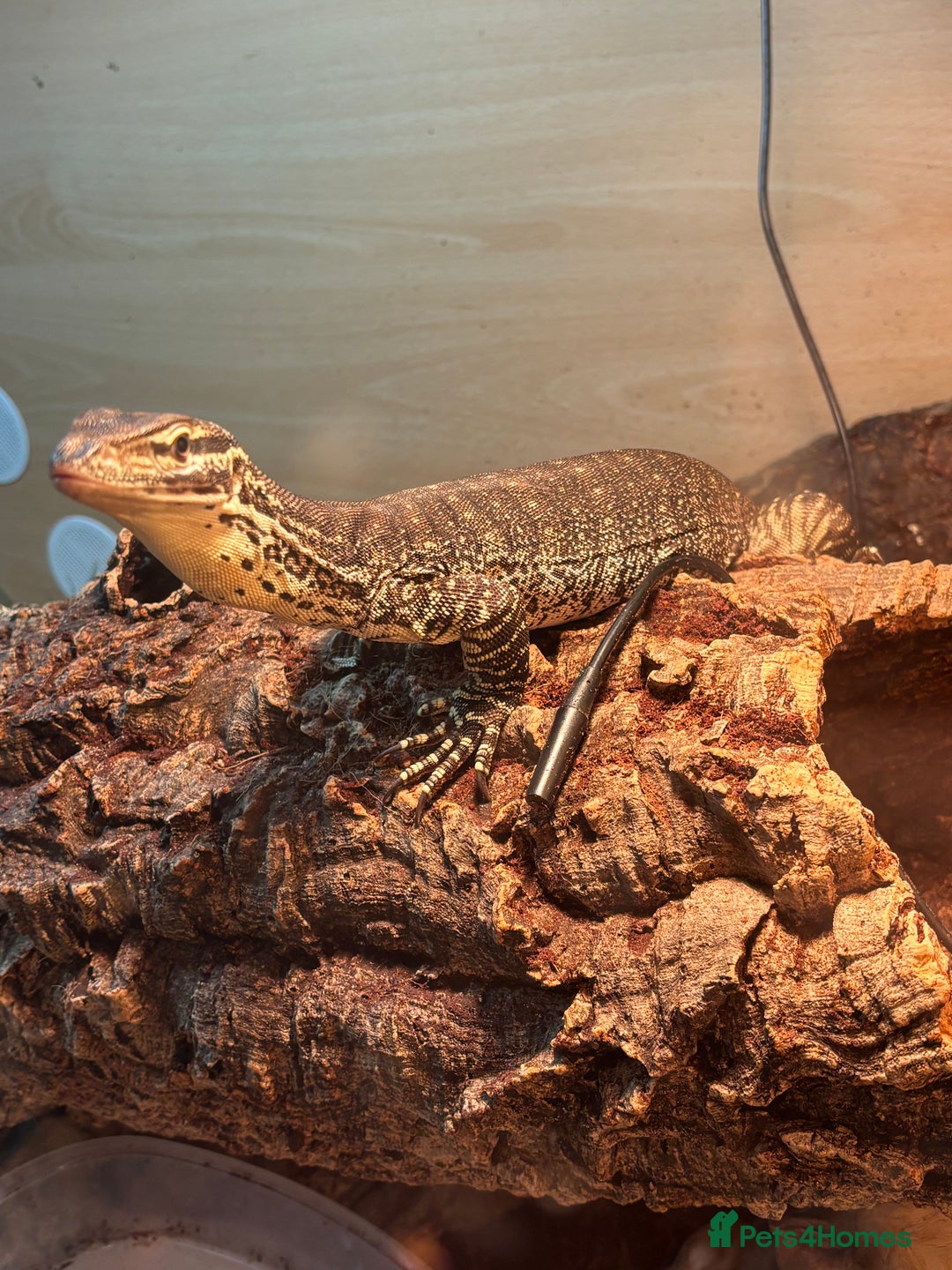 Monitor reptiles for sale: Argus monitor  - Advert 3