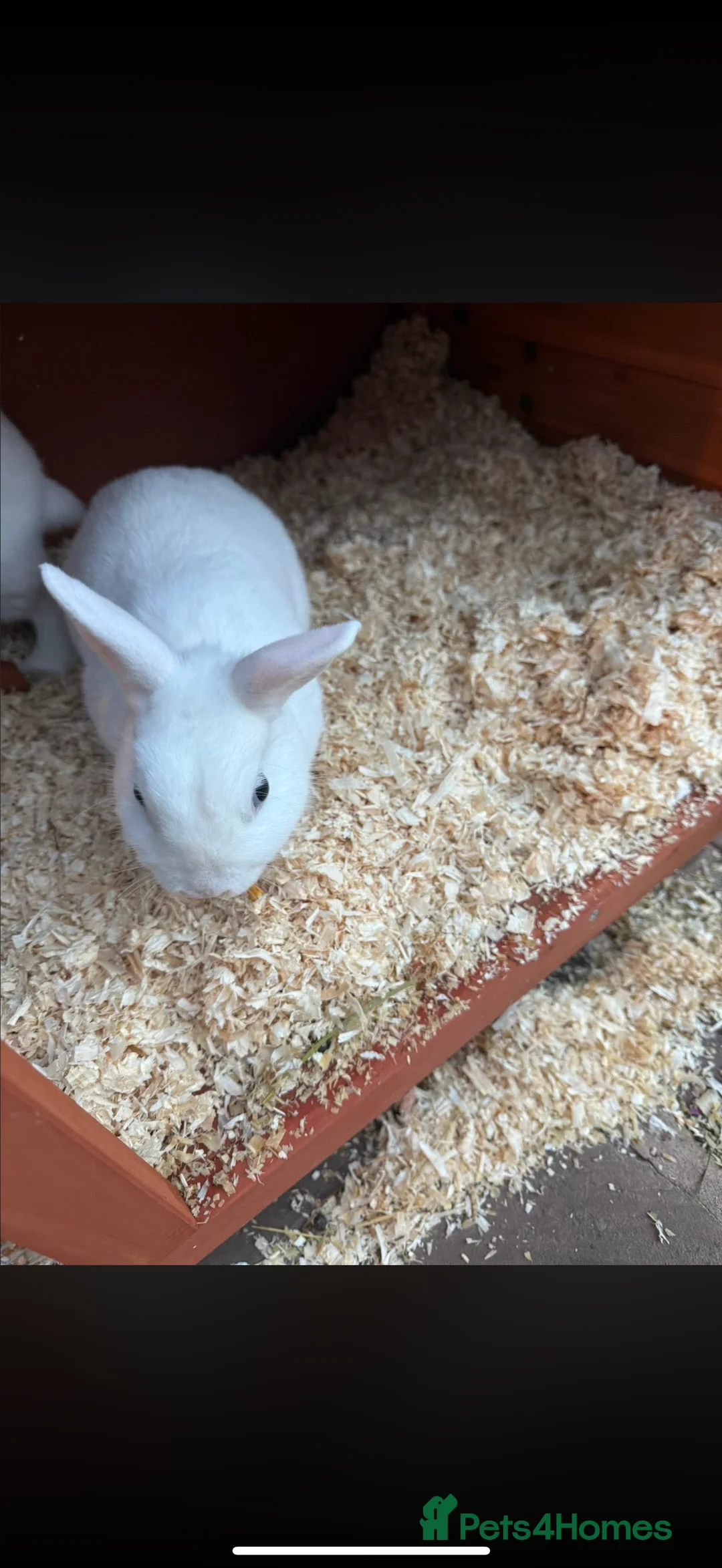 Mixed Breed rabbits for sale: Two sister rabbit  - Advert 2