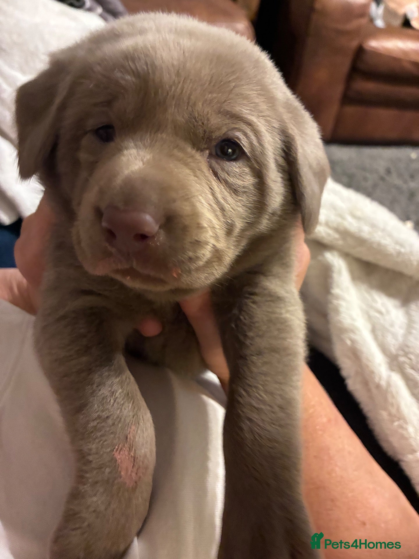 Labrador Retriever dogs for sale: Dna clear kc silver labrador pups  - Advert 3