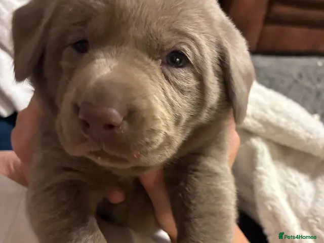 Labrador Retriever dogs for sale: Dna clear kc silver labrador pups - Advert 16