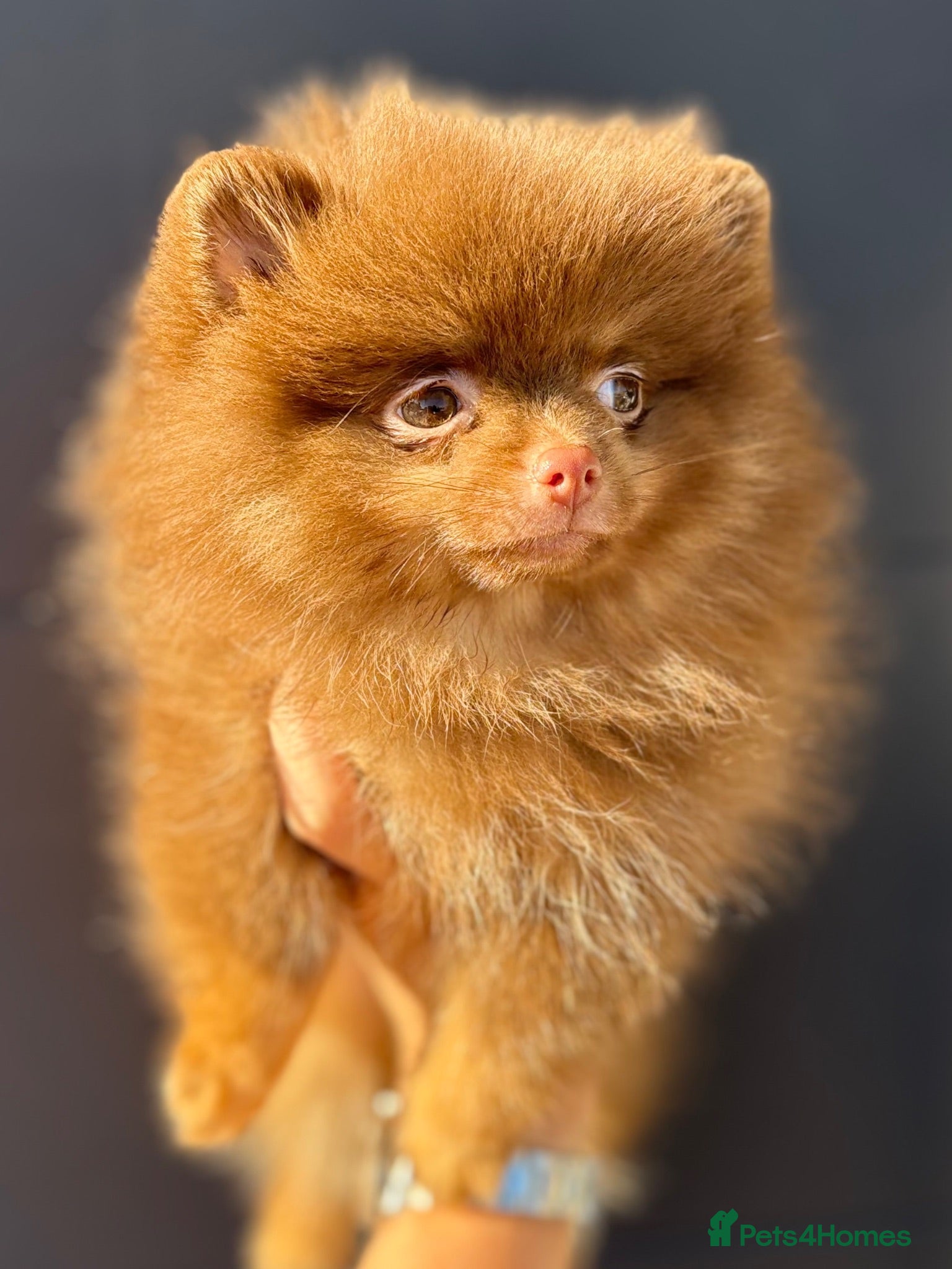 Pomeranian dogs Pomeranian Puppy  Choc&Tan girl LAST PUP LEFT💕🐾 - Advert 9